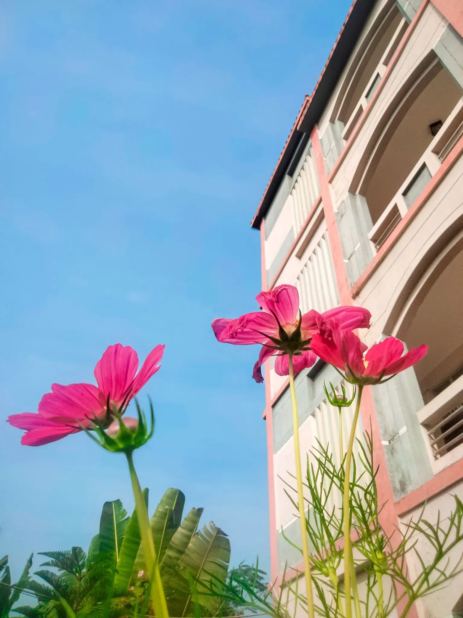 Campus Flower
